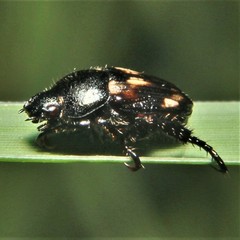 Strigoderma pygmaea