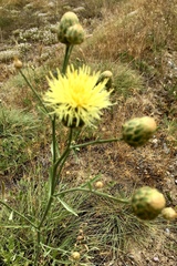 Centaurea macedonica