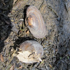Hyridella australis