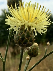 Centaurea macedonica