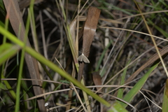 Trigonistis demonias