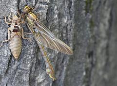 Gomphurus ventricosus