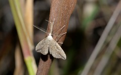 Trigonistis demonias