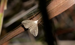 Trigonistis demonias