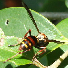 Polistes snelleni