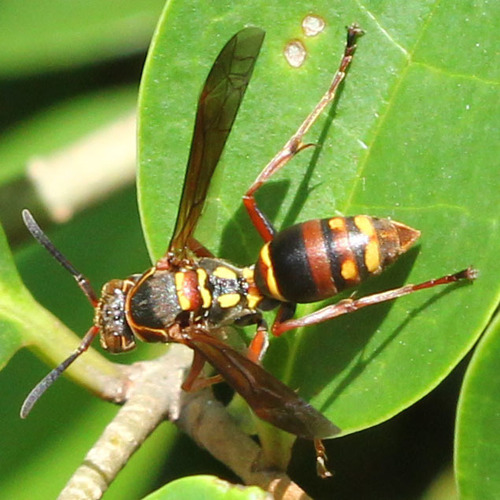 Polistes snelleni de Saussure, 1862