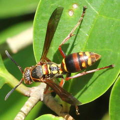 Polistes snelleni