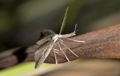 Trigonistis demonias