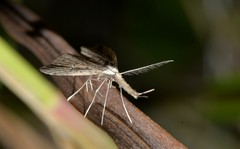 Trigonistis demonias