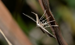 Trigonistis demonias