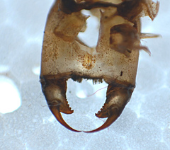 Gomphurus ventricosus