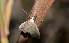 Trigonistis demonias