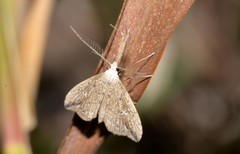 Trigonistis demonias