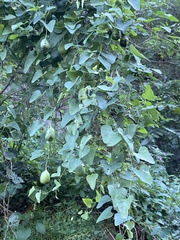 Aristolochia contorta, photograph Jane Charlen, CC BY, iNaturalist via GBIF