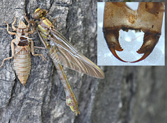 Gomphurus ventricosus