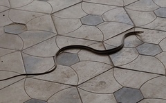 Dendrelaphis tristis