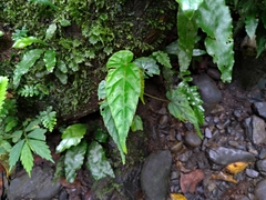Begonia longifolia