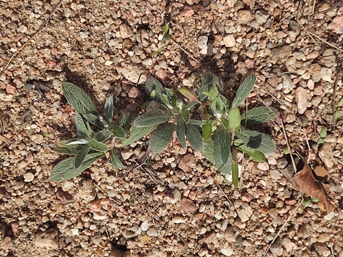 Pilosella peleteriana, 2024-09-12