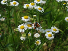 Pyropteron chrysidiforme