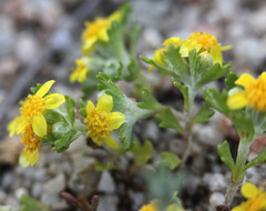 Eriophyllum multicaule
