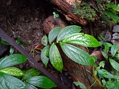 Elatostema platyphyllum