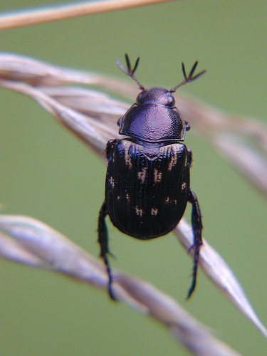 Oriental Beetle, photo 5 of 8