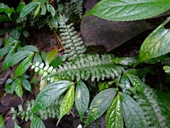 Hymenasplenium apogamum