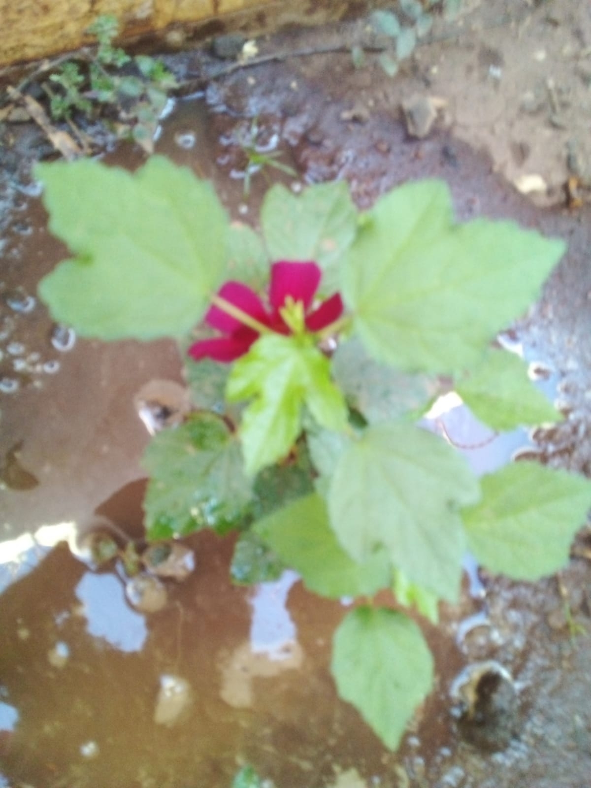 Hibiscus radiatus