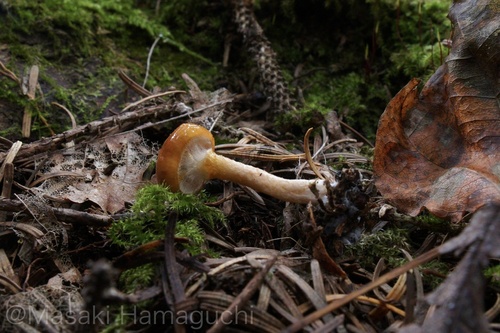 Limacella delicata glioderma