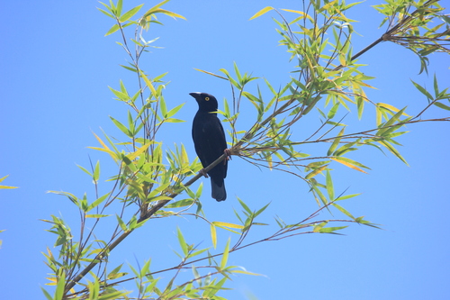 Vieillot's Black Weaver