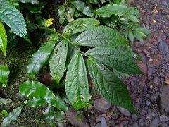 Elatostema platyphyllum