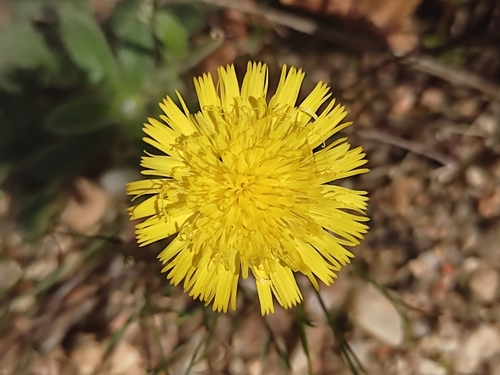 Pilosella peleteriana, 2024-09-12