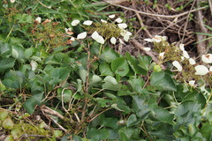 Hydrangea hydrangeoides