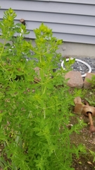 Hypericum perforatum