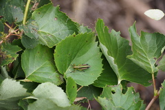 Hydrangea hydrangeoides