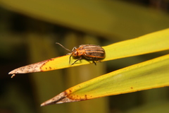 Neolochmaea dilatipennis