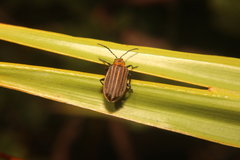 Neolochmaea dilatipennis