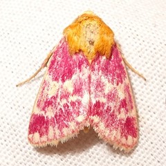 Schinia volupia