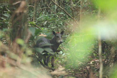 Yellow-backed Duiker