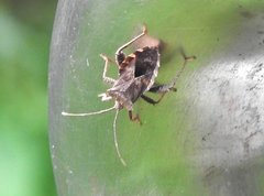 Acanthocoris scaber