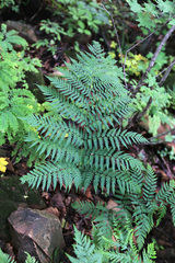 Dryopteris goeringiana