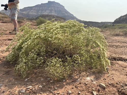 Image of Thompson's Wild Buckwheat (Eriogonum thompsoniae) by (c) william_hoyer, some rights reserved (CC BY)