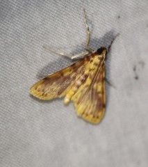 Conogethes haemactalis