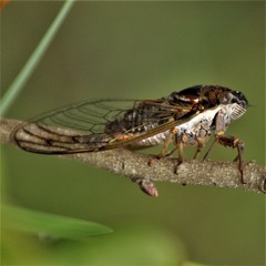 Diceroprocta olympusa