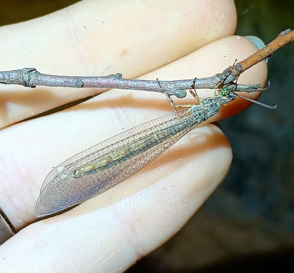 Myrmeleon mobilis