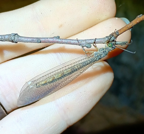 Myrmeleon mobilis