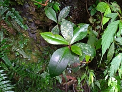 Ardisia chinensis