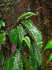 Hymenasplenium cheilosorum