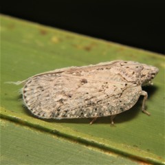 Flatoidinus punctatus