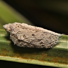 Flatoidinus punctatus